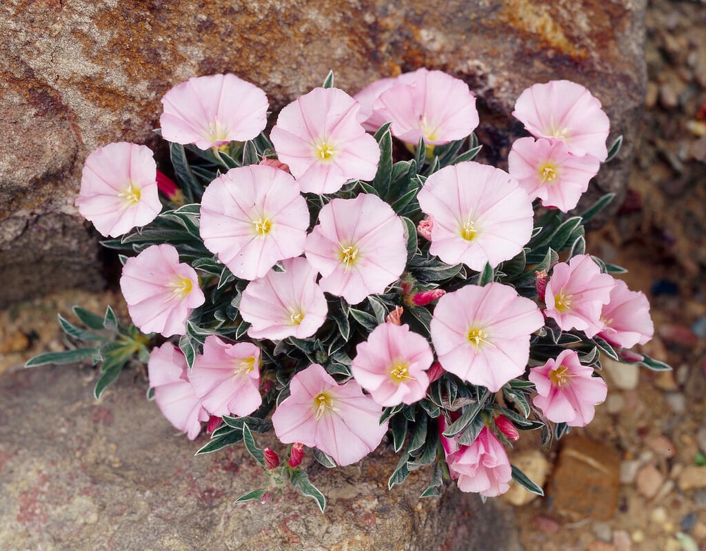 pygmy bindweed