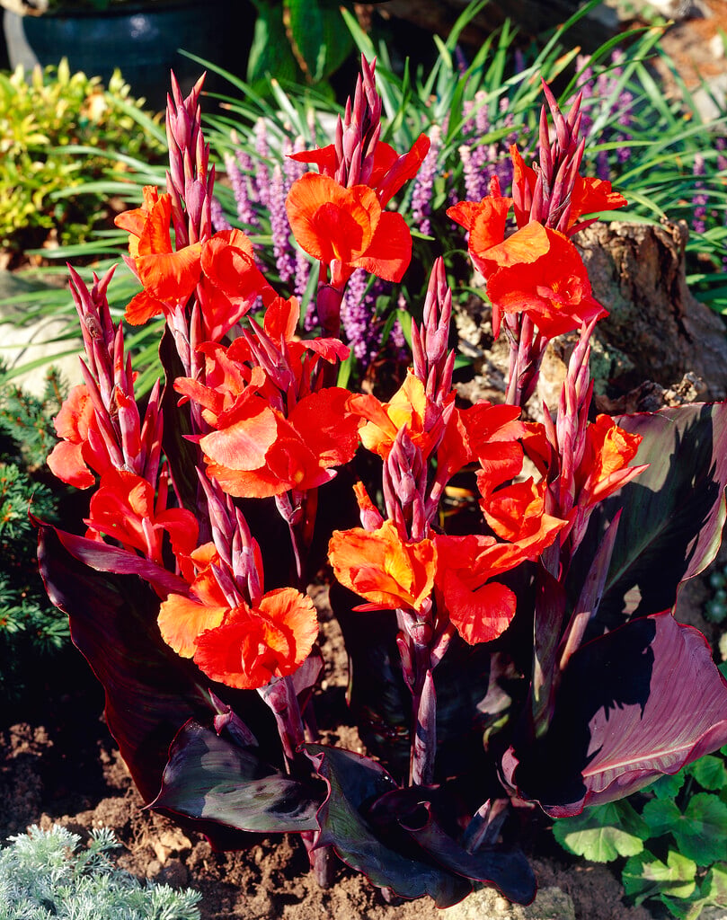 canna 'King Humbert'
