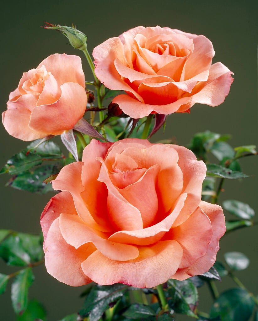 rose [Sunset Boulevard]