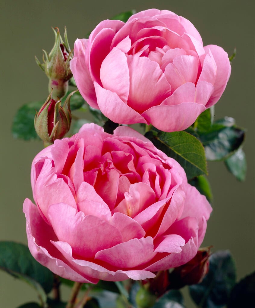 rose [Sir Walter Raleigh]