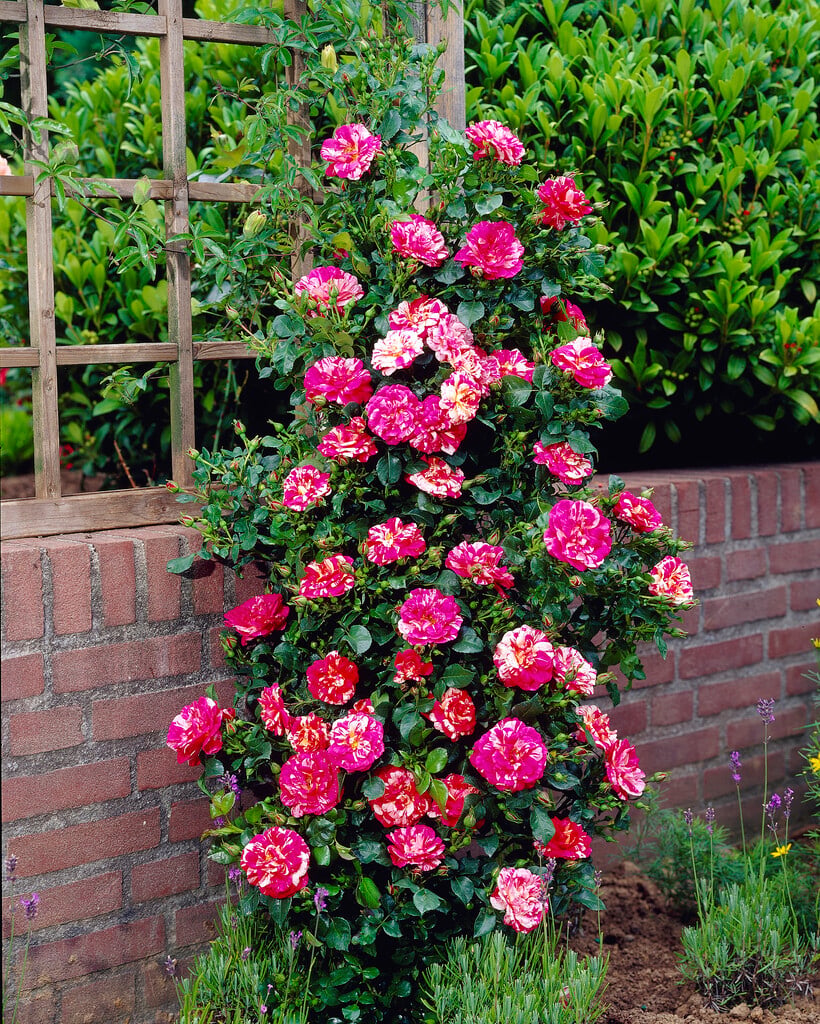 rose [Twist]