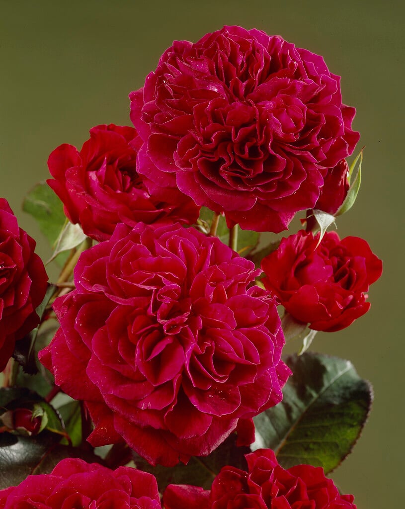 Rosa Tradescant ('Ausdir'PBR) (S)|rose [Tradescant]/RHS Gardening