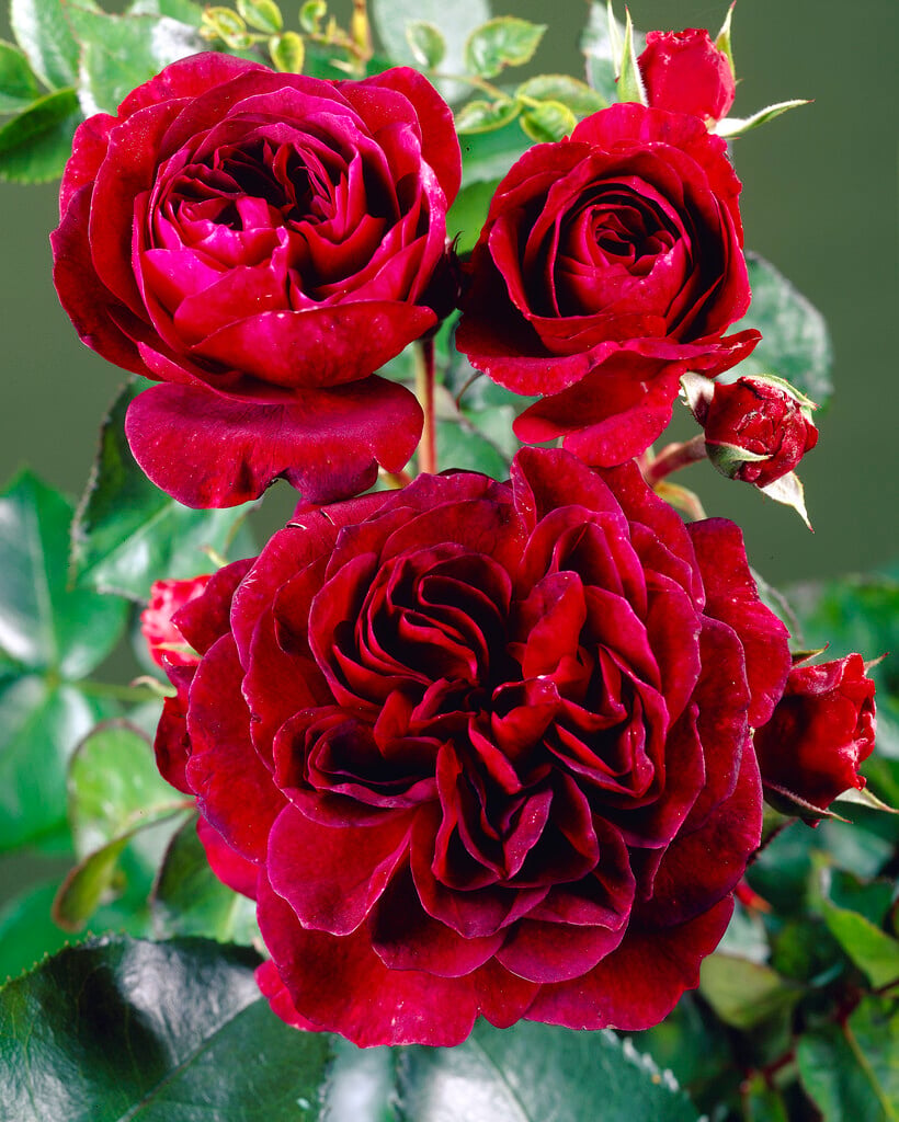 rose [Tradescant]