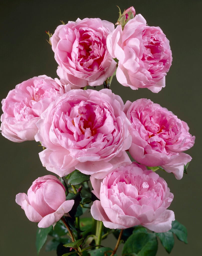 rose [Wife of Bath]