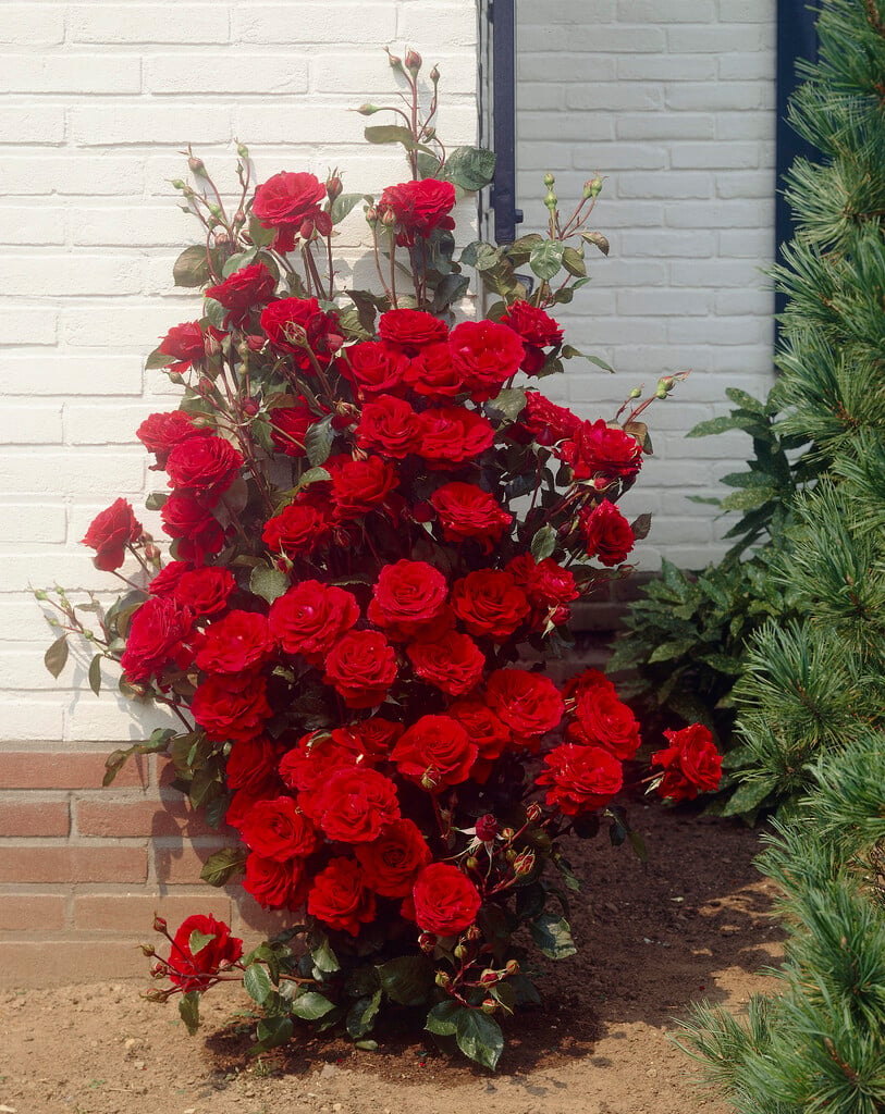 rose [That's Jazz]