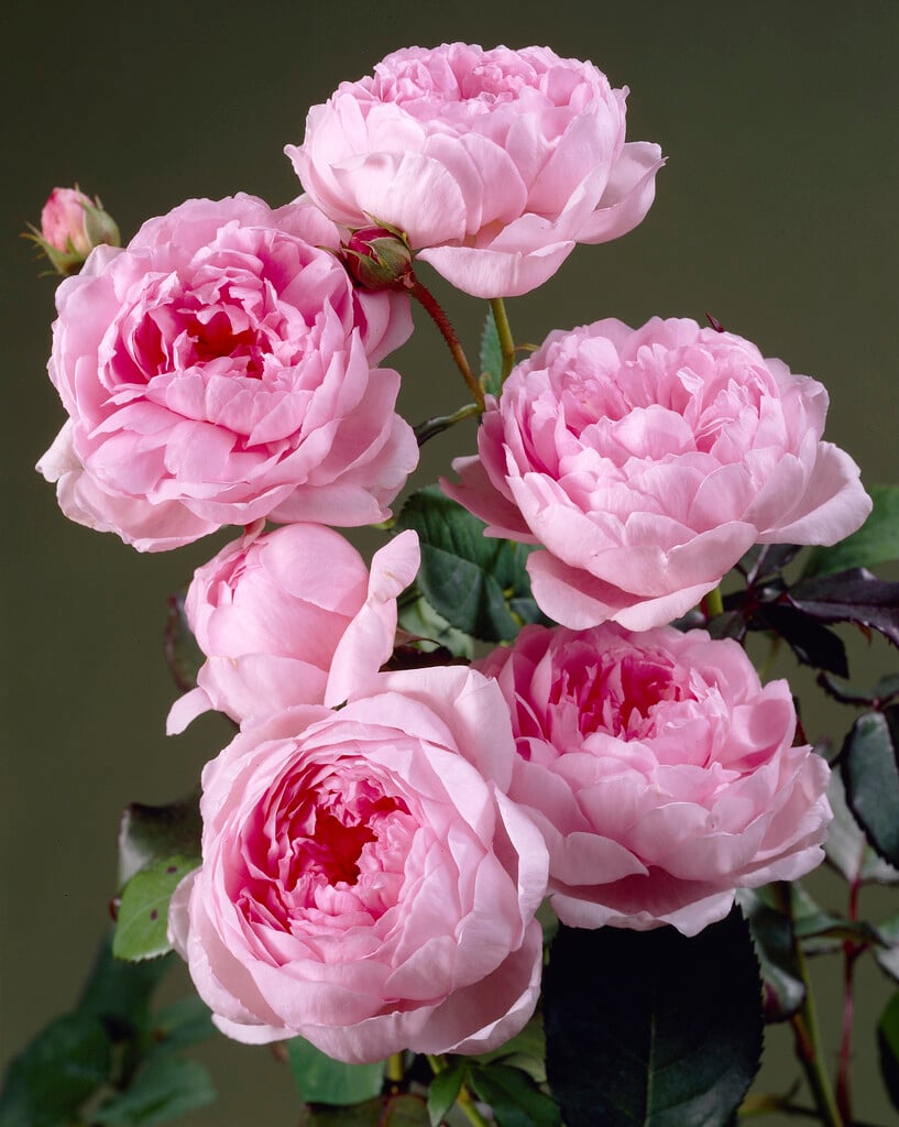 rose [Wife of Bath]