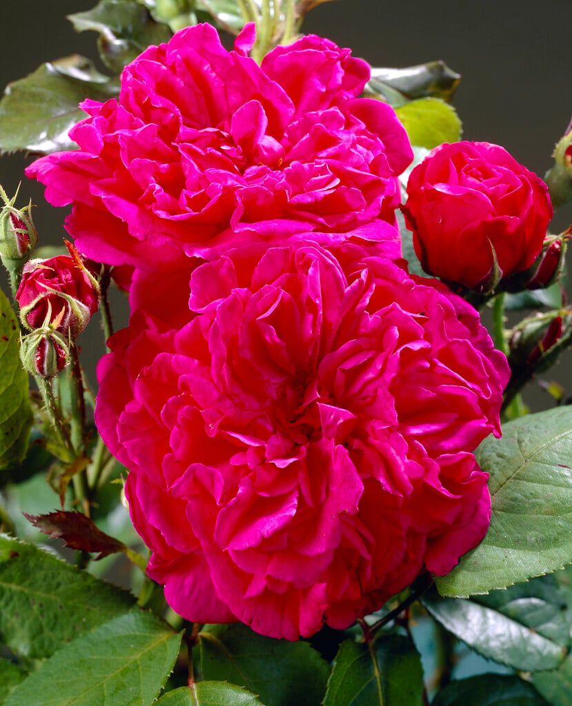 rose [Wenlock]