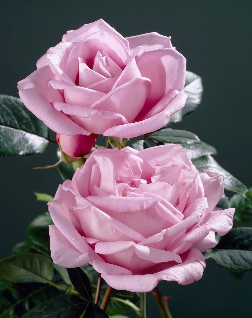 <i>Rosa</i> [<span style="font-variant: small-caps;">Waltz Time</span>] ('Deltos') (HT)
