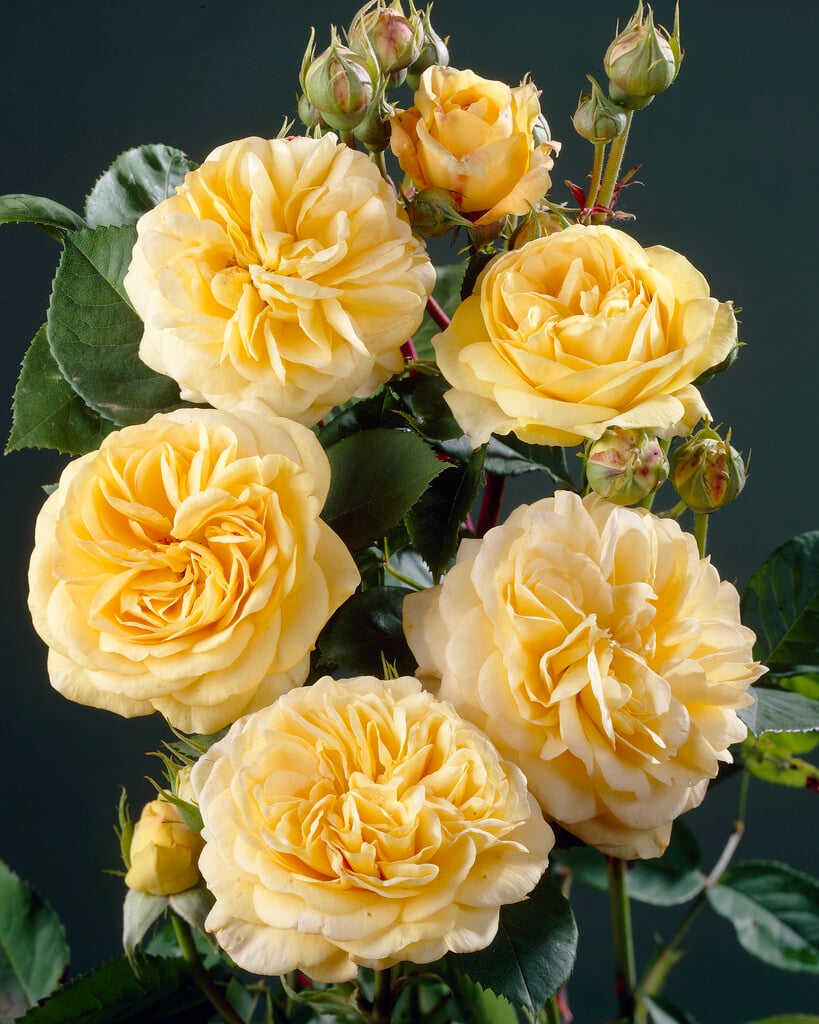 rose [Yellow Charles Austin]