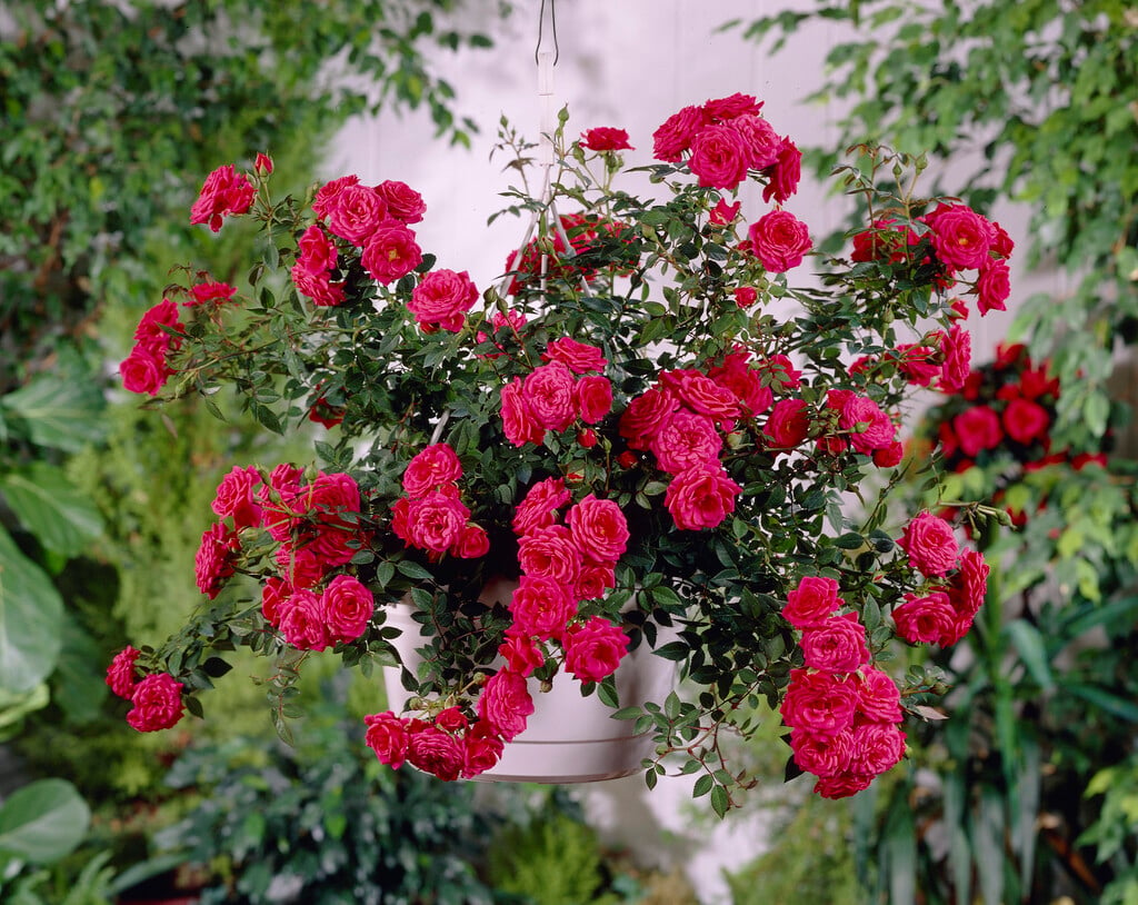 rose [Red Fairy]
