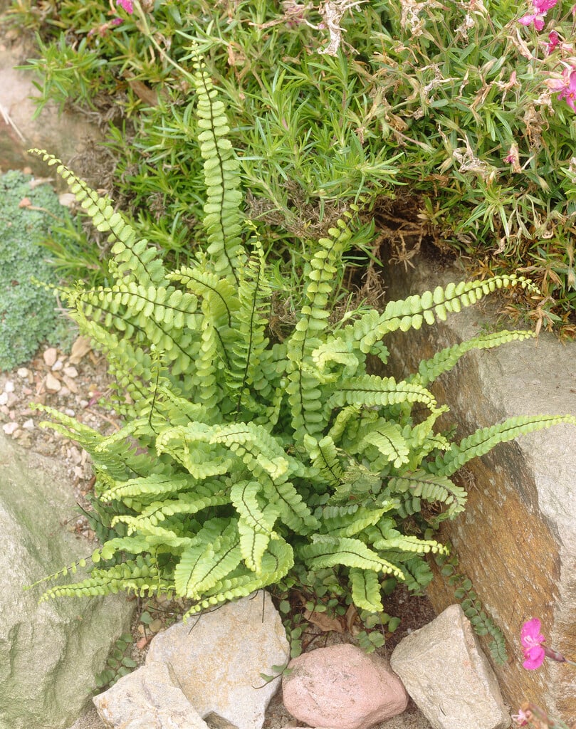 Asplenium trichomanes