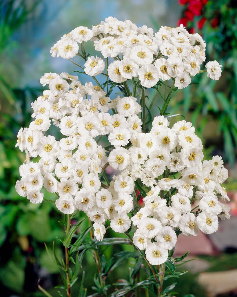 sneezewort 'The Pearl'