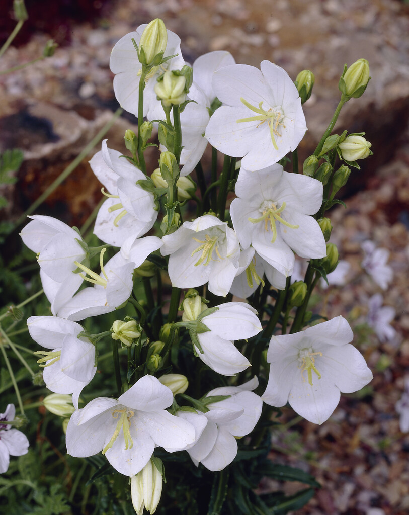 Campanula Persicifolia Var Alba White flowered Peach leaved Bellflower