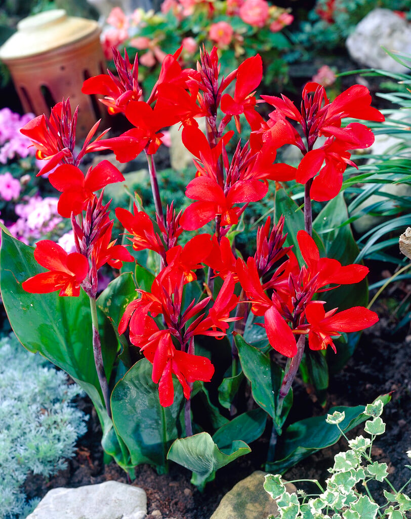 canna 'Firebird'