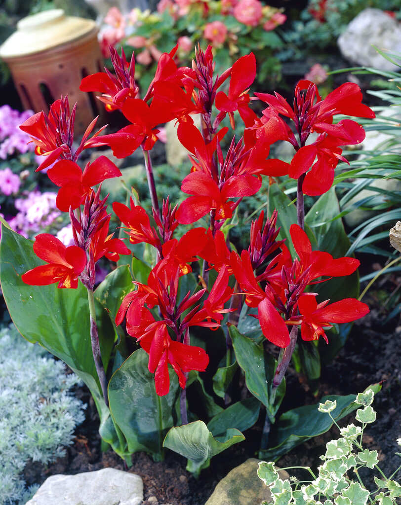 canna 'Firebird'