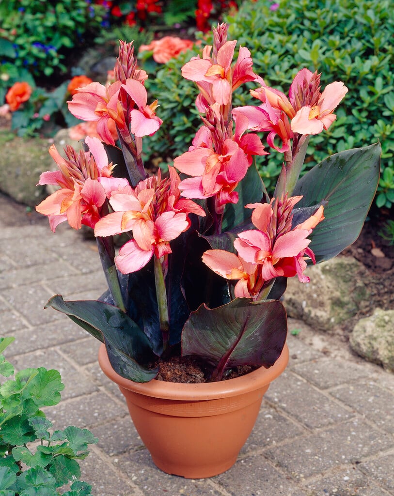 canna 'Champion'