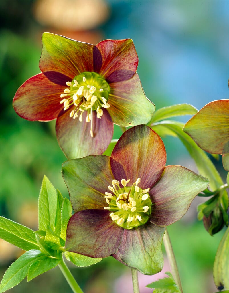 collared hellebore