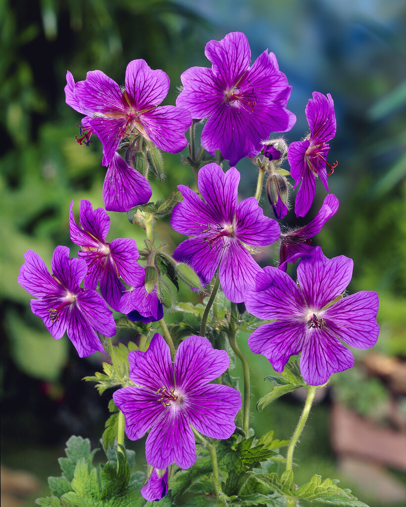 purple cranesbill