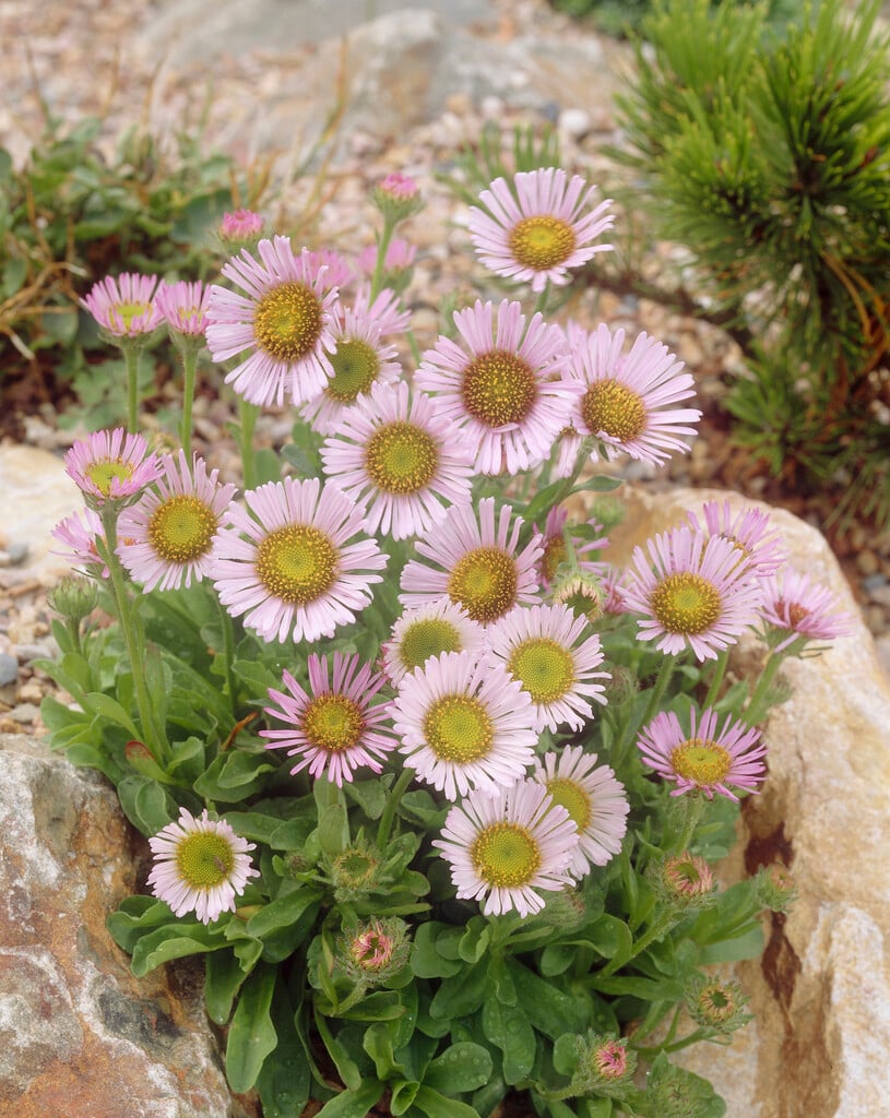 <i>Erigeron</i> <i>flettii</i>