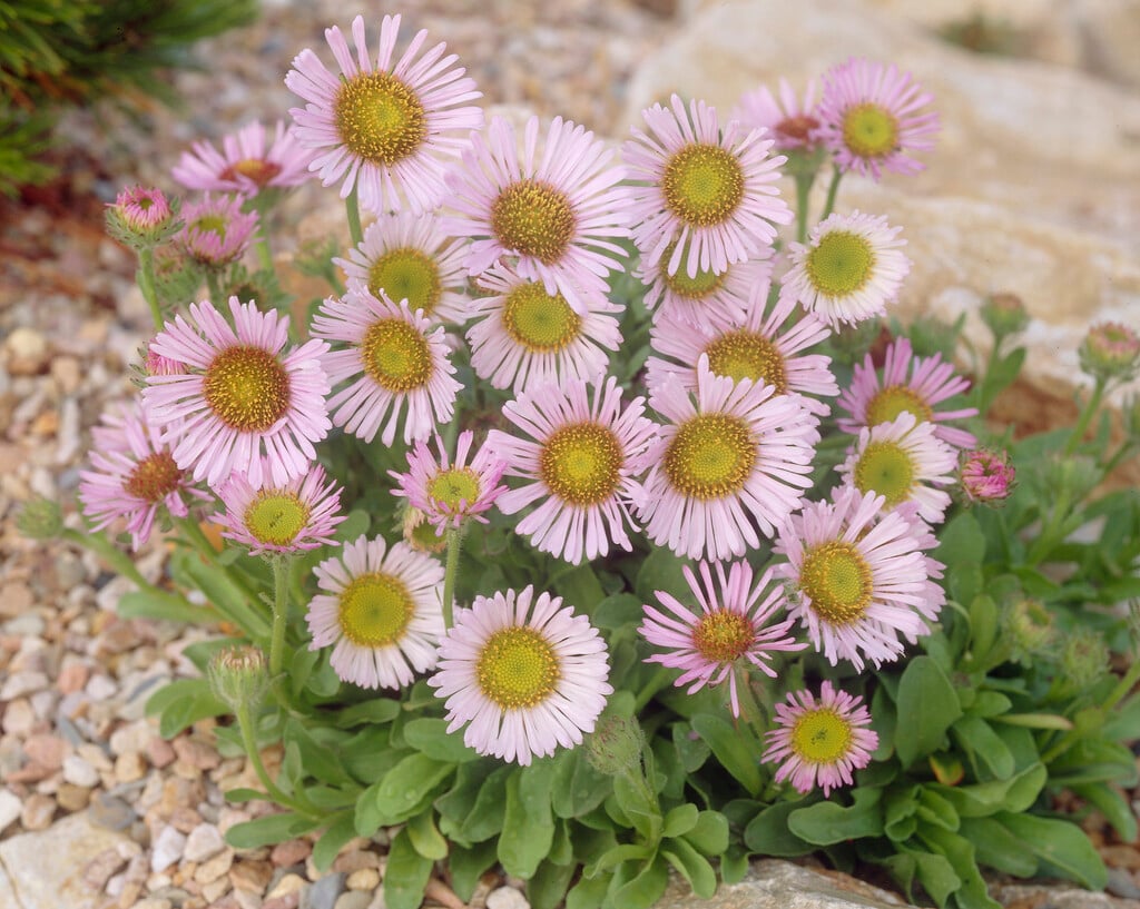 <i>Erigeron</i> <i>flettii</i>