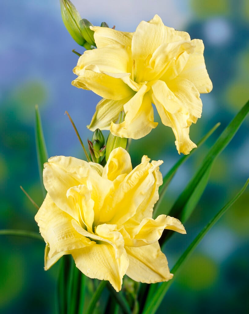 daylily 'Double River Wye'
