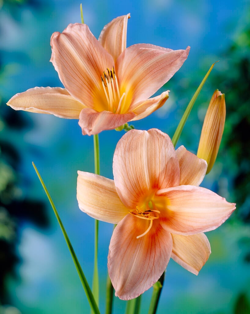daylily 'Coral Mist'
