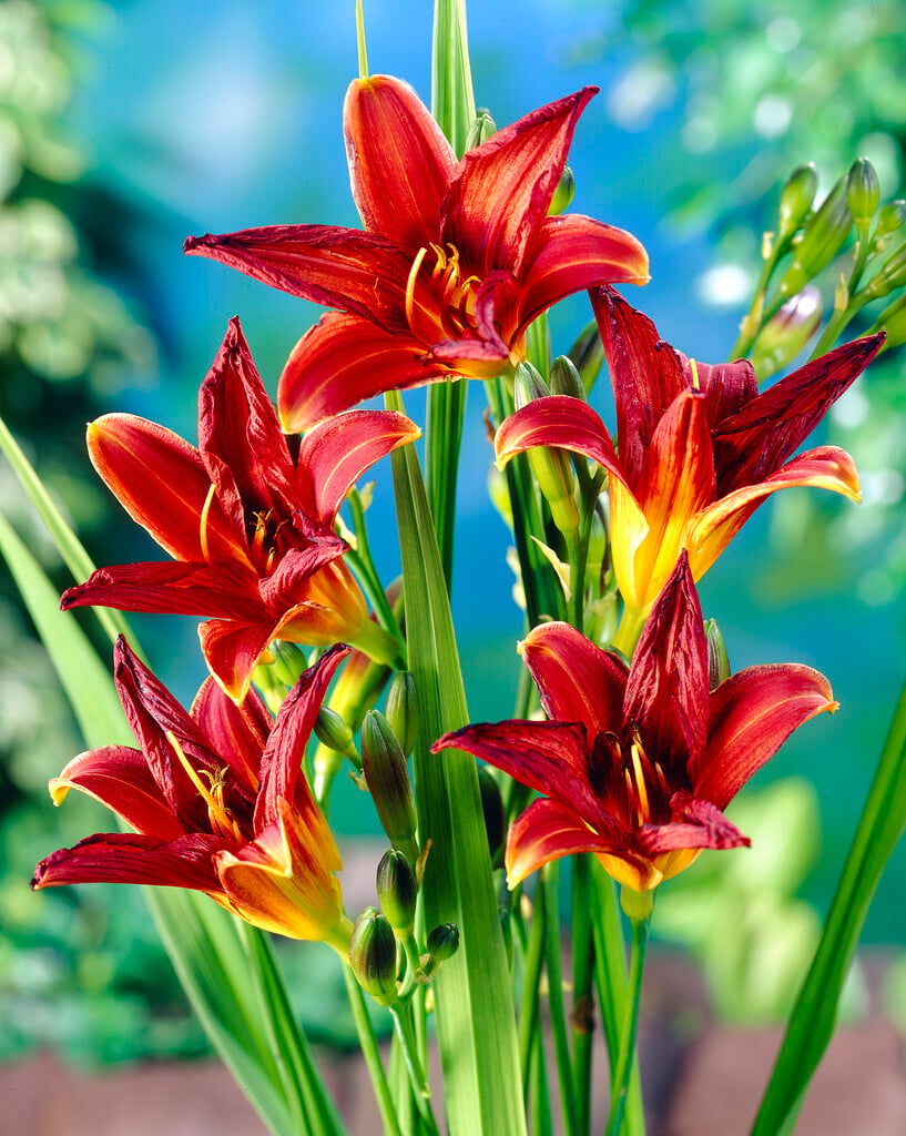 daylily 'Black Prince'