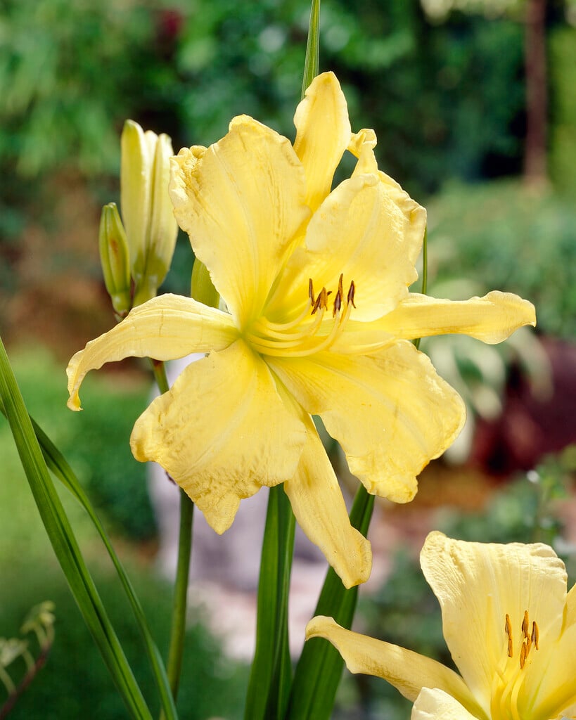 daylily 'Missouri Beauty'