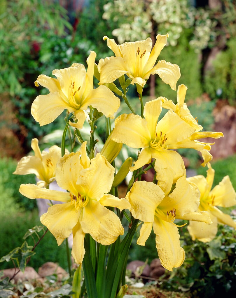 daylily 'Missouri Beauty'