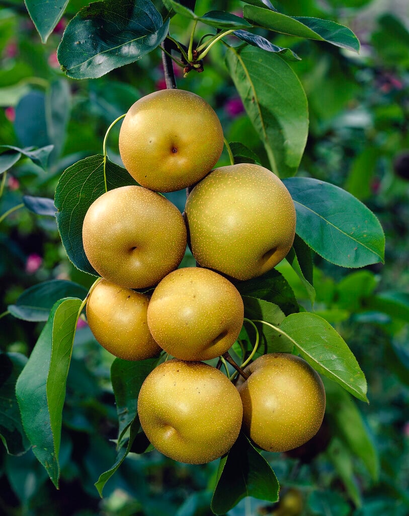 Asian pear