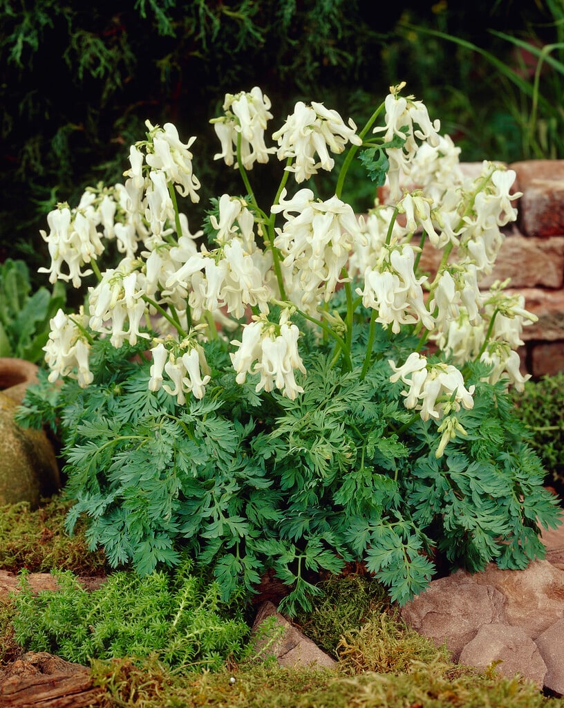 <em>Dicentra</em> <em>peregrina</em> alba