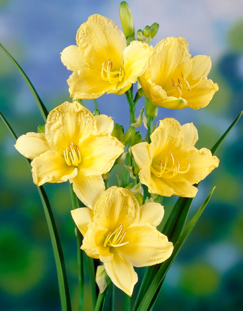 daylily 'Happy Returns'