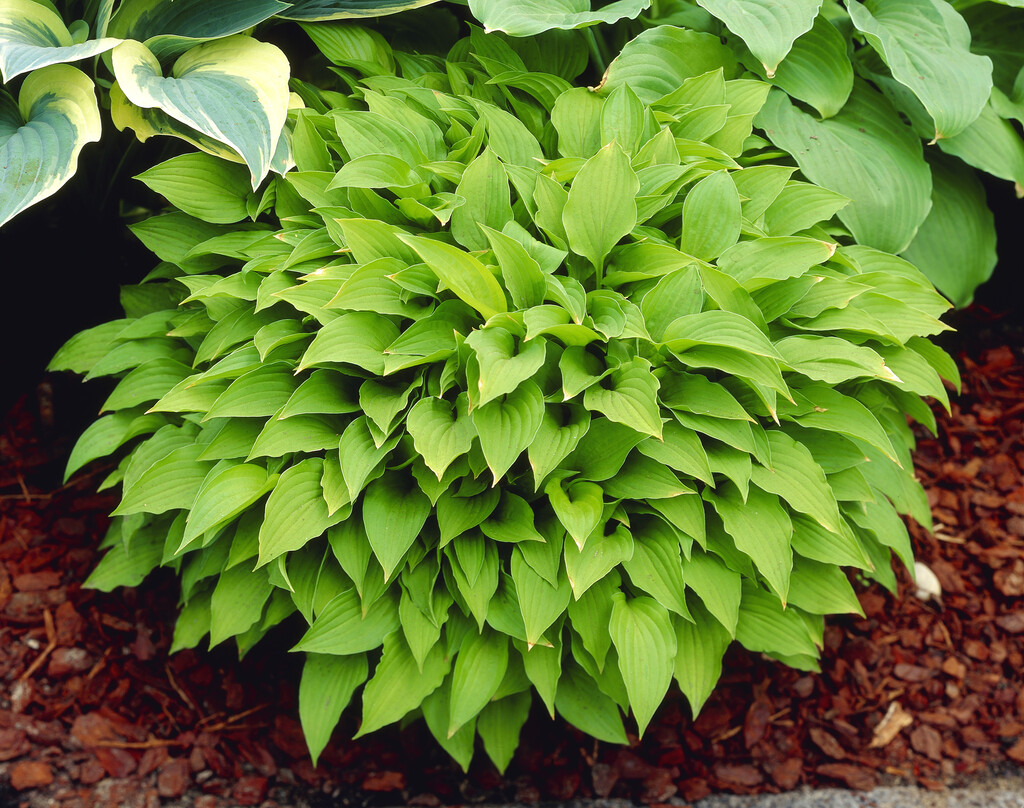 <i>Hosta</i> 'Dawn'