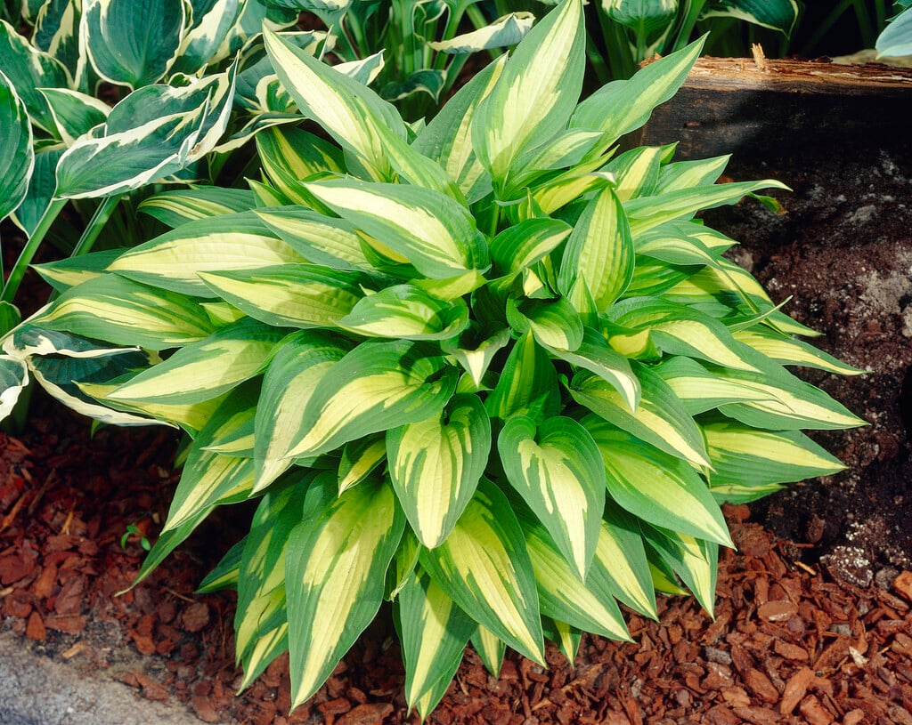 plantain lily 'Calypso'