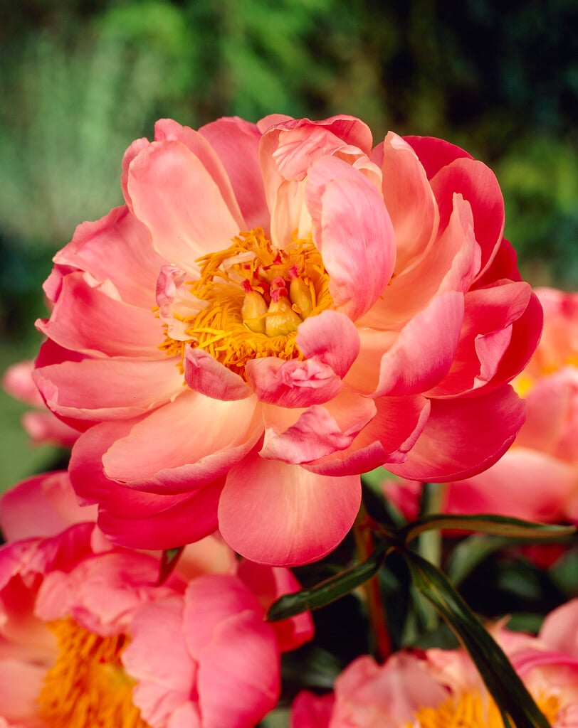<i>Paeonia</i> 'Coral Beach'
