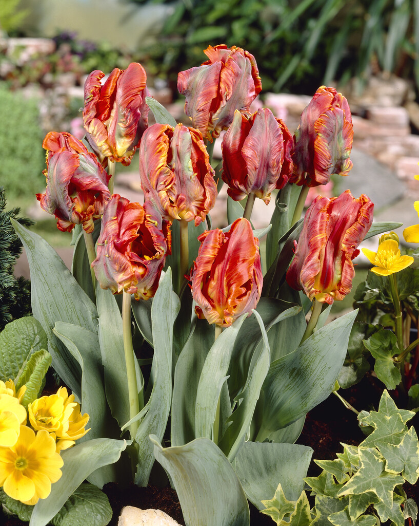 tulip 'Blumex Favourite'