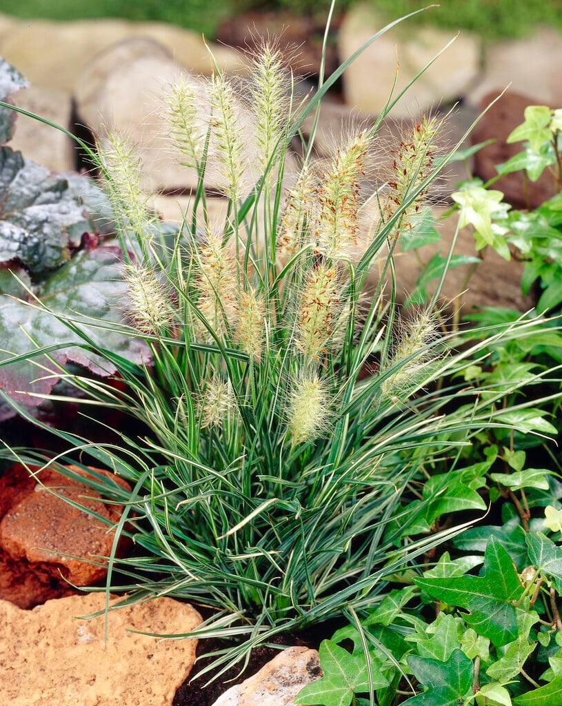 Chinese fountain grass 'Little Honey'