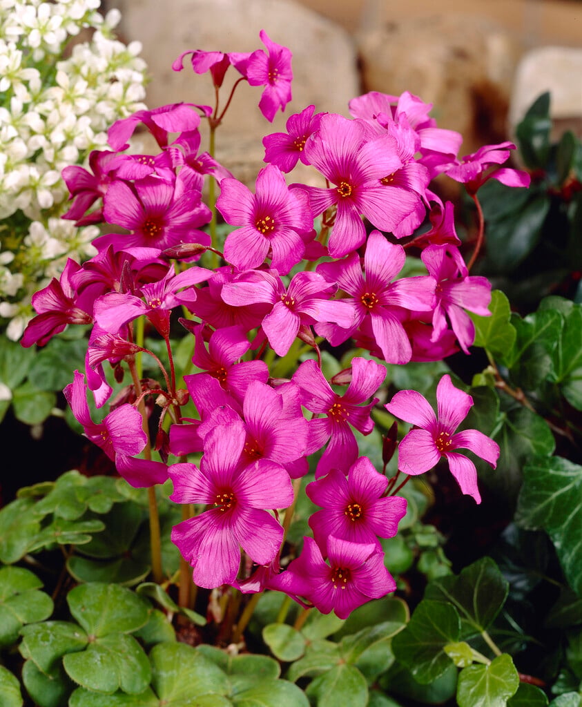 Brazilian sorrel