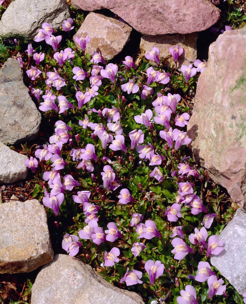 Chinese marshflower