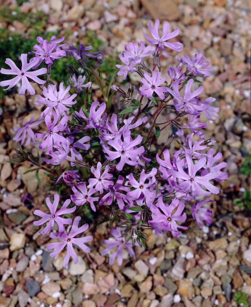 <i>Phlox</i> <i>divaricata</i> 'Blue Dreams'