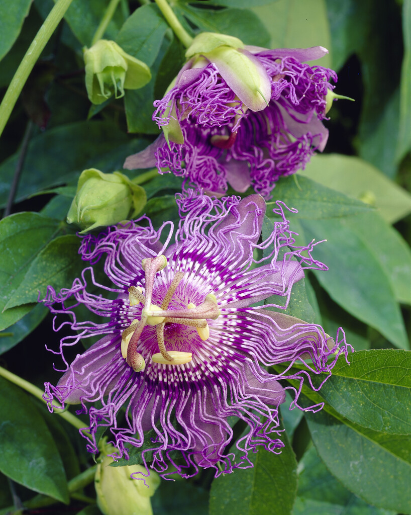 passion flower 'Incense'