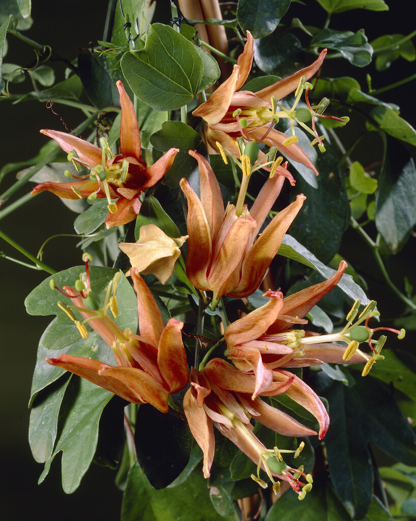 <i>Passiflora</i> <i>aurantia</i>