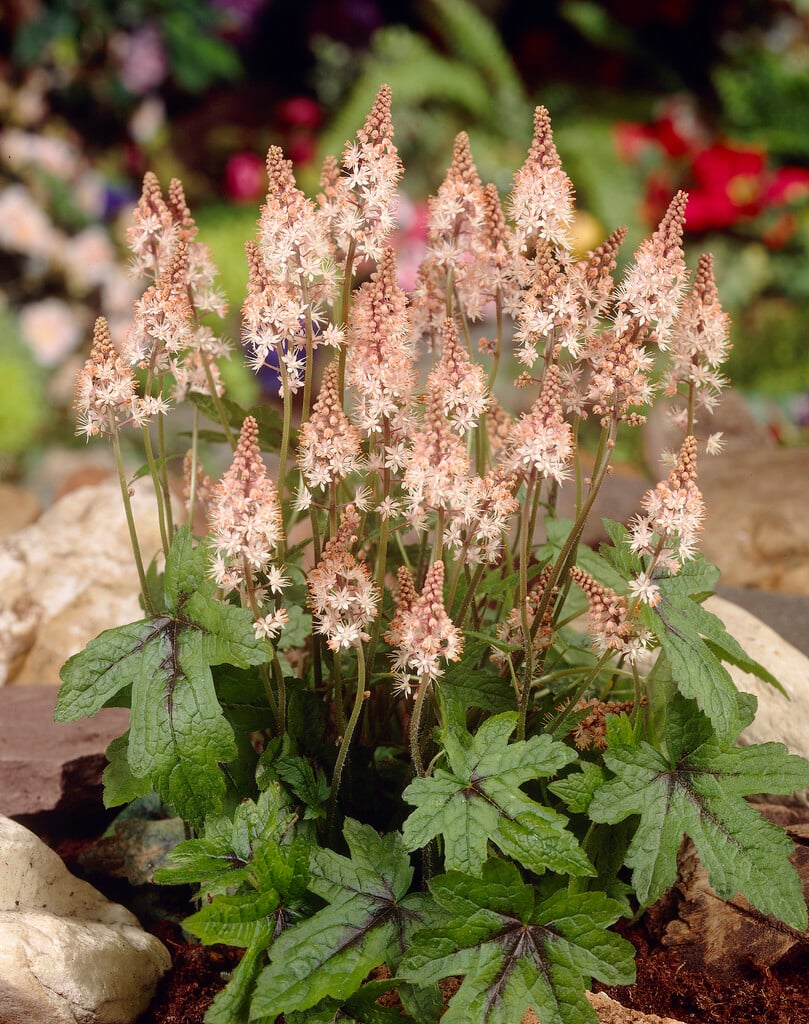 foam flower 'Pink Bouquet'