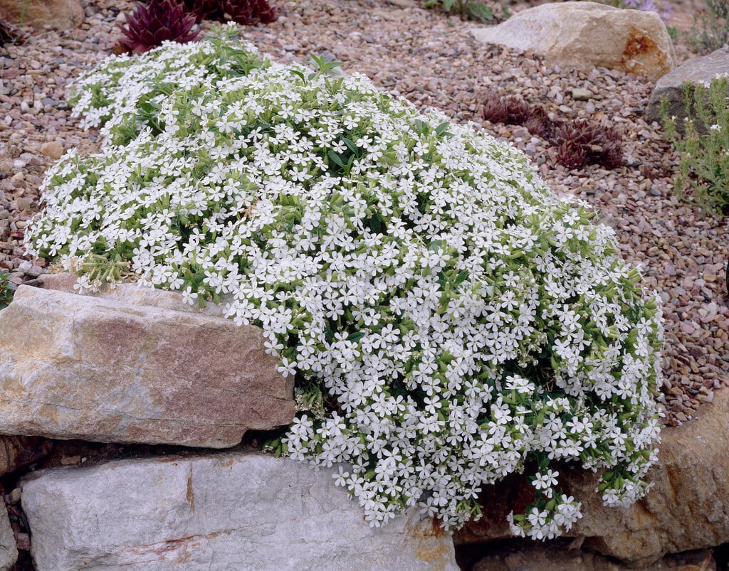 <i>Saponaria</i> <i>ocymoides</i> 'Snow Tip'