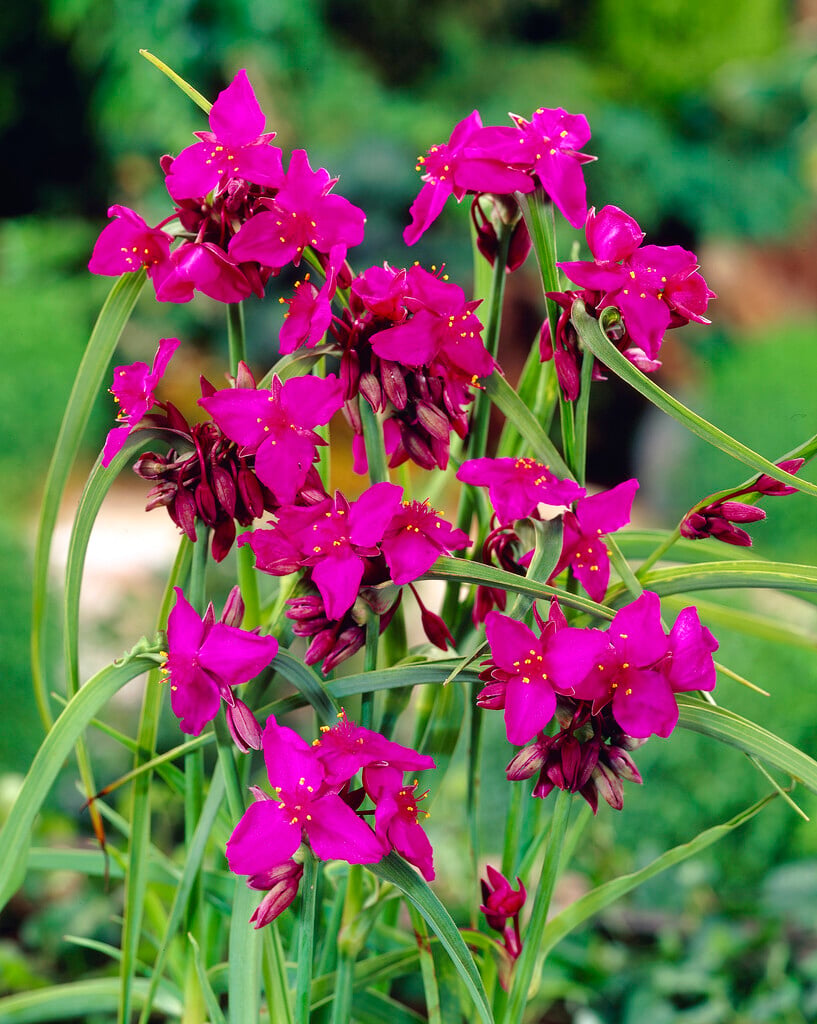 spider lily 'Red Grape'