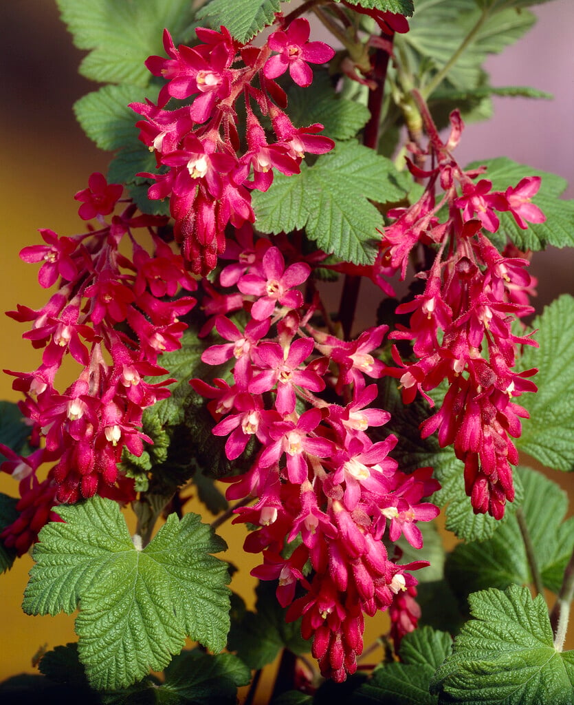flowering currant