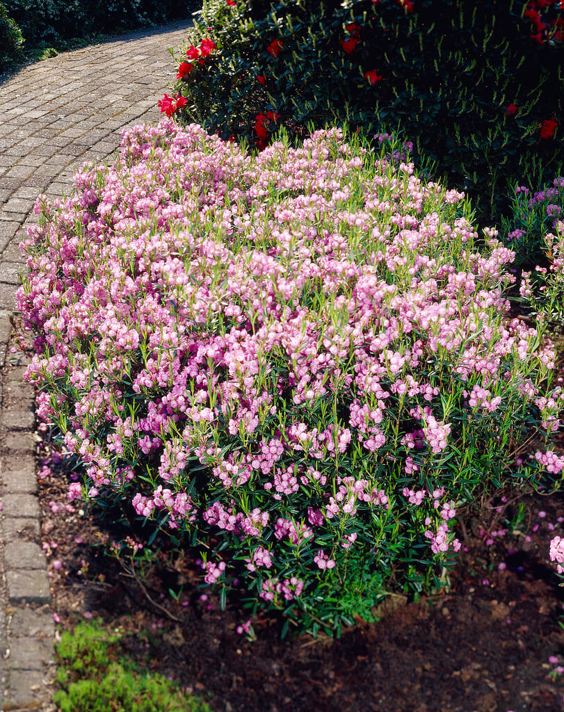 bog laurel