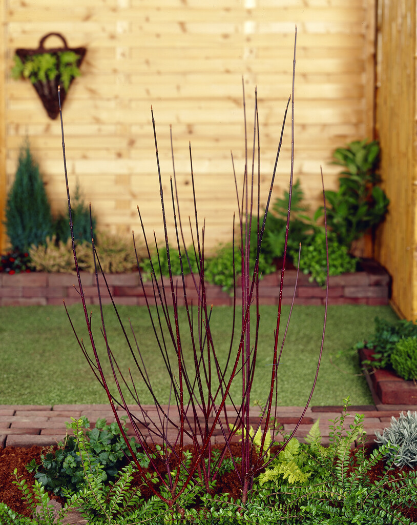 white dogwood 'Kesselringii'