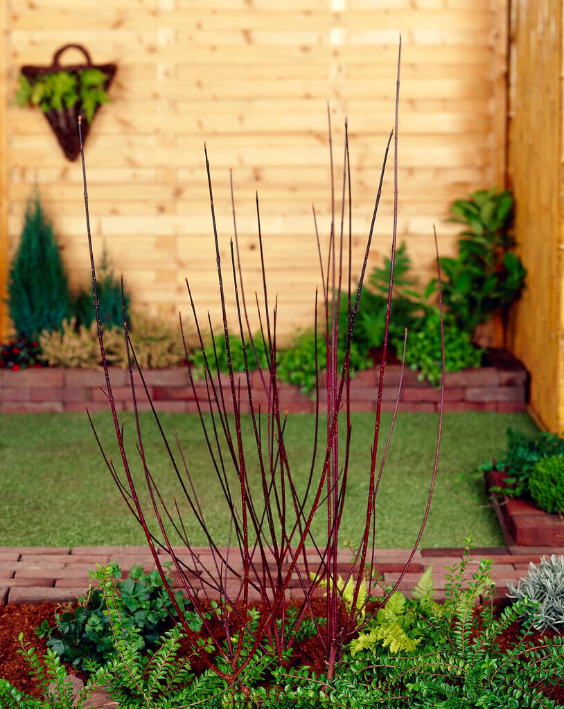 white dogwood 'Kesselringii'