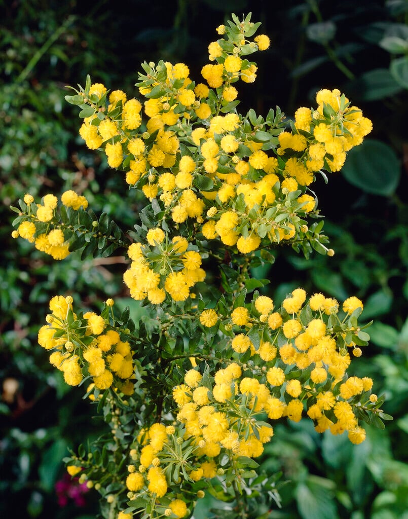 hedge wattle